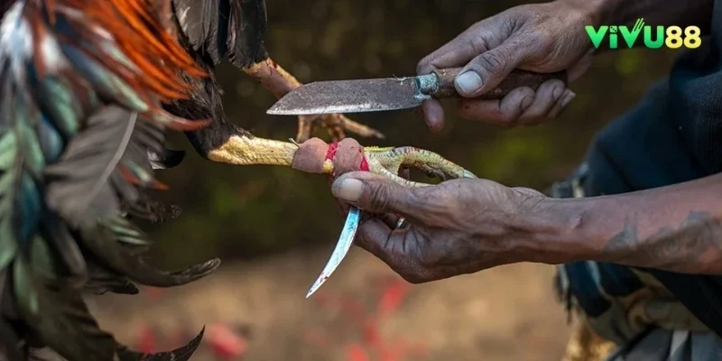 Đá gà cựa dao - một bộ môn được nhiều sư kê yêu thích ở Việt Nam