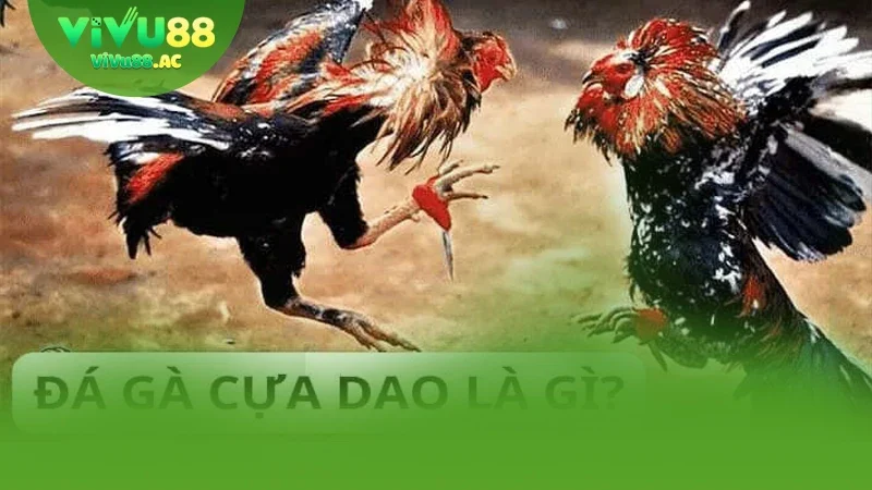 Đá gà cựa dao