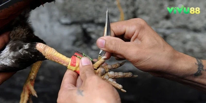 Đá gà cựa sắt - một bộ môn quen thuộc của giới chơi gà chuyên nghiệp