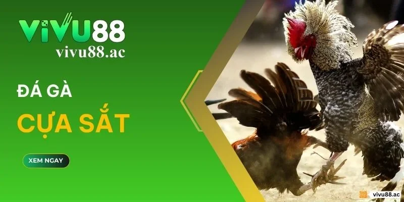 Đá gà cựa sắt