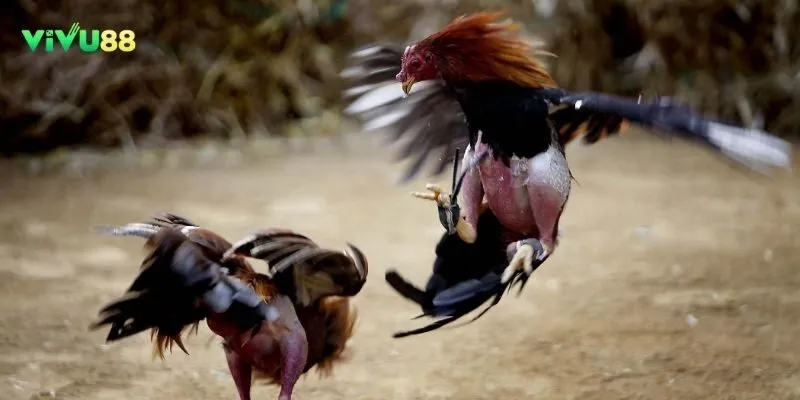 Tổng quan về đá gà vivu88 - Sảnh đá gà được nhiều kê thủ yêu thích