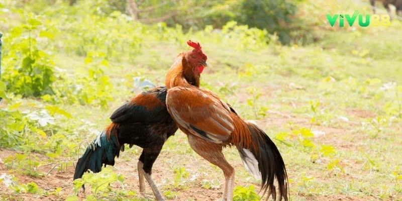 Gà chuối với bộ lông vàng óng đặc trưng