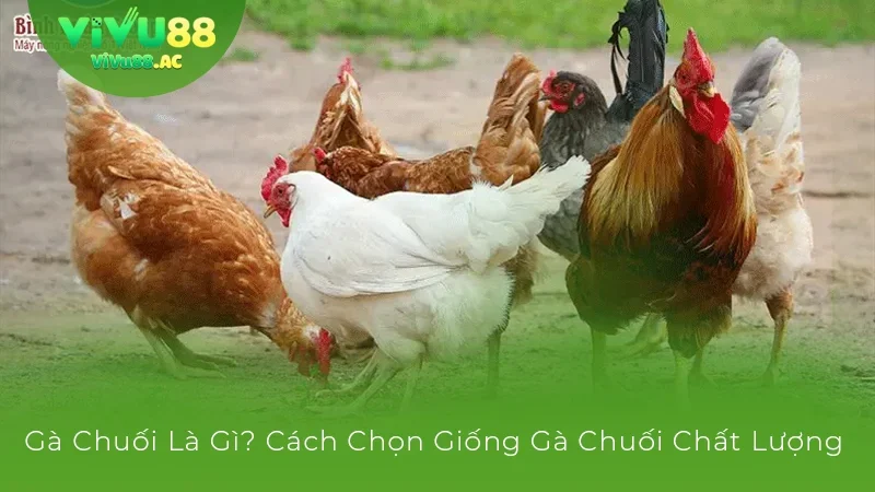 Gà chuối là gì?