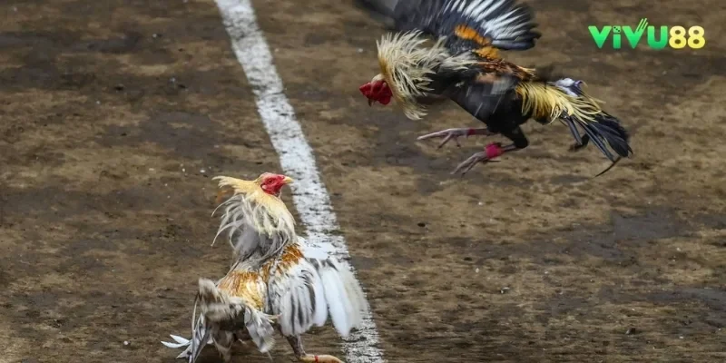 Luật chơi đá gà được quy định rõ ràng, cụ thể