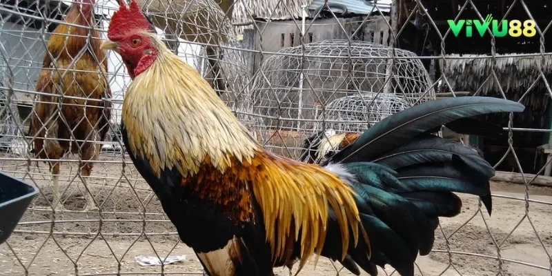 Một trong số các giống gà chuối được yêu thích hiện nay