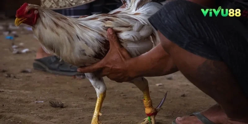 Người chơi phải biết cách đặt cược thông minh