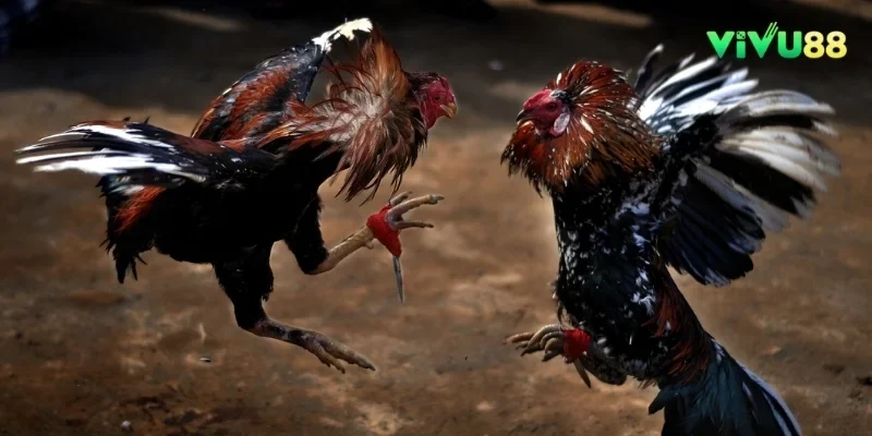 Những chú chiến kê cơ bắp và nhanh nhẹn