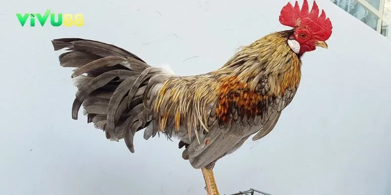 Thể lực bền bỉ cùng sự gan dạ giúp gà chuối dễ dàng dành chiến thắng trước đối thủ