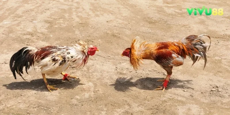 Thời gian thi đấu của mỗi hiệp thường diễn ra trong khoảng 10 - 15 phút